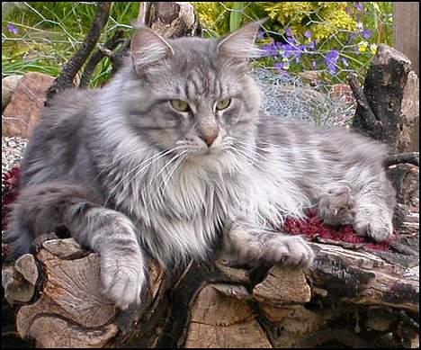 Maine Coon Seattle - Seattle på sin yndlingsplads billede 1