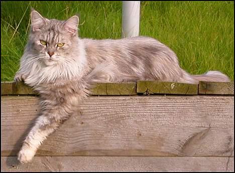 Maine Coon Mille - Mille solbader billede 1