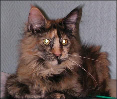 Maine Coon Luna - Luna som 6 mdr. gammel pige billede 1