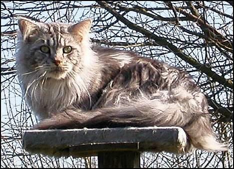 Maine Coon Nalle - Nalle på sin udkigspost billede 1