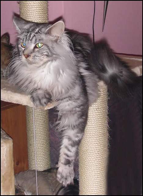 Maine Coon Nalle - Nalle i sin hyggestilling og hvor der er udsigt, til hele stuen billede 2