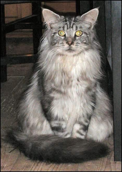 Maine Coon Nalle - Nalle, endelig sidder han stille... billede 3