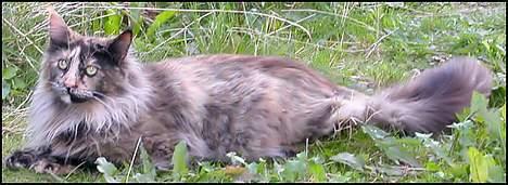 Maine Coon Luna billede 2