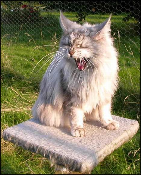 Maine Coon Mille - Mille tænker gaaab, fotomodel nu igen.... billede 2