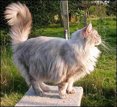 Maine Coon Mille - Se hvor jeg er god til at posere, er den Vogue stjerne billede 3