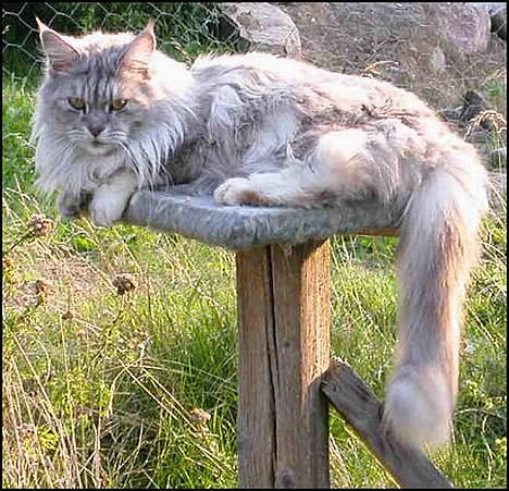 Maine Coon Mille - holder lige udkig med de andre billede 4