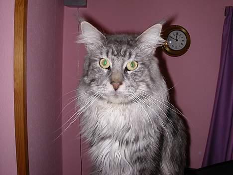 Maine Coon Seattle - Gad vide hvad han tænker billede 2