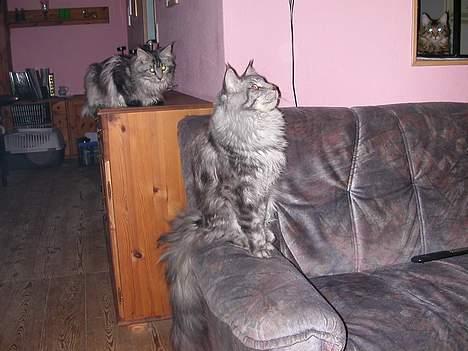 Maine Coon Seattle - Ha har fundet en flue på loftet billede 3