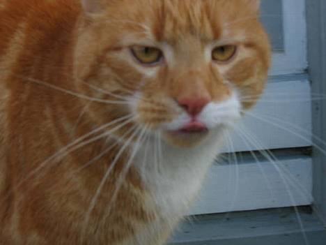 Huskat Rødbeden (Smukke) - Smukke Rødbeden :D billede 1