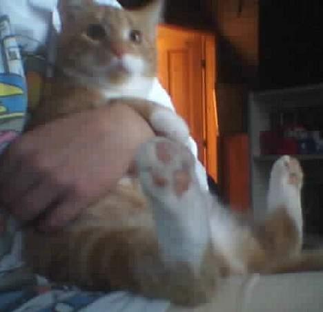 Huskat Rødbeden (Smukke) - Billedet er taget med webcam, derfor den ringe kvalitet billede 3