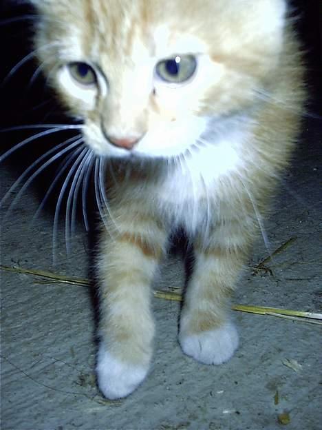 Huskat Rødbeden (Smukke) - Close-up af Smukke Rødbeden billede 4