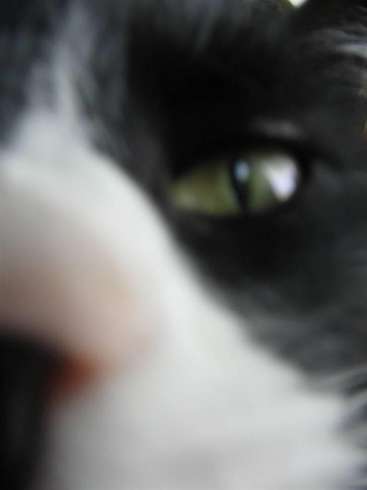 Huskat Bobo Bobcat (Choko-Pops) - Lige vågnet billede 1