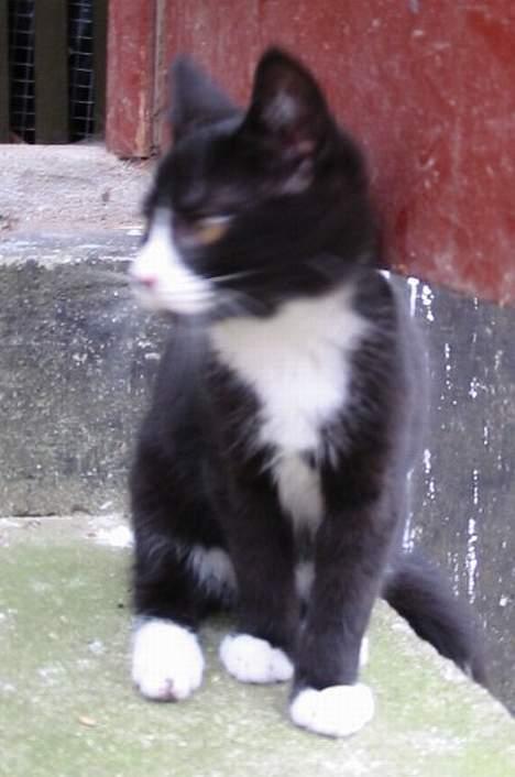 Huskat Bobo Bobcat (Choko-Pops) - Bobo-Lagkage som killing billede 2