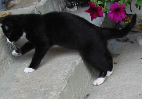 Huskat Bobo Bobcat (Choko-Pops) billede 3