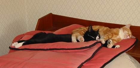 Huskat Bobo Bobcat (Choko-Pops) - Bobo-bob og brormand Rødbeden får sig lige en lur billede 4