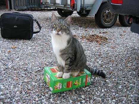 Huskat Krutte (Killing) - MIN mad! billede 1