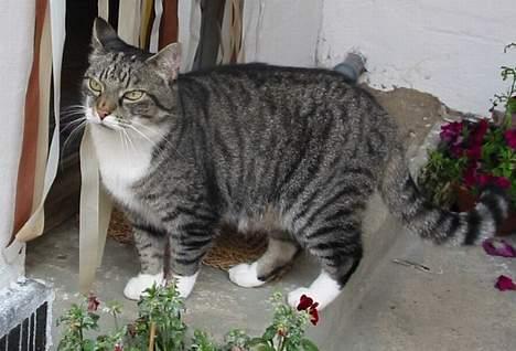 Huskat Krutte (Killing) billede 2