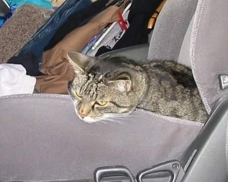 Huskat Krutte (Killing) - Sløve dyr billede 3