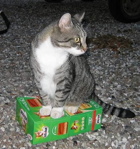 Huskat Krutte (Killing) billede 4