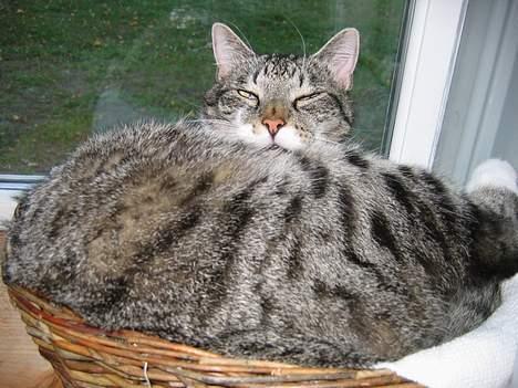 Huskat Krutte (Killing) - Tyksak ;-) billede 5