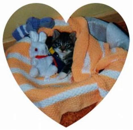 Huskat Krutte (Killing) - Killing som killing billede 6