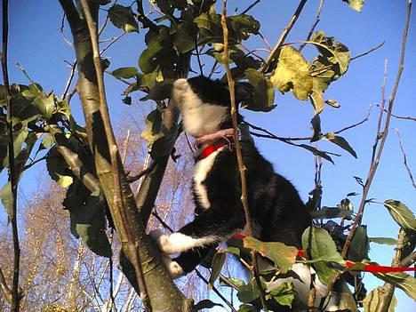 Blanding af racer Mille - Hvad er dog det for en dejlig duft...? billede 20