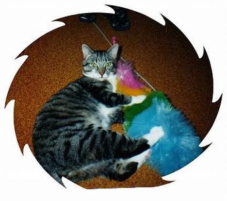 Huskat Krutte (Killing) billede 7