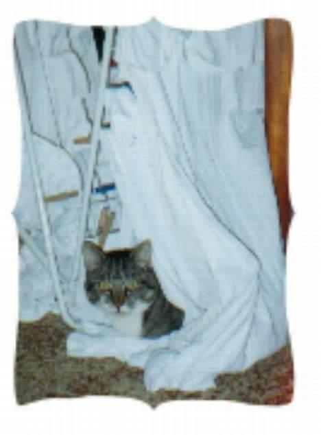 Huskat Krutte (Killing) billede 8