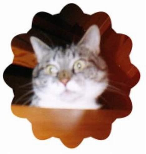 Huskat Krutte (Killing) billede 9