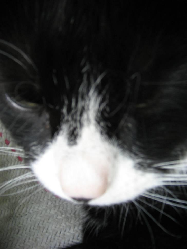 Huskat Bobo Bobcat (Choko-Pops) billede 5