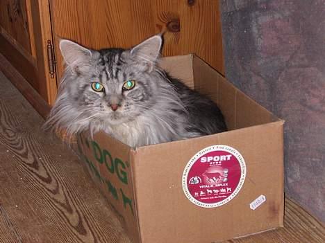 Maine Coon Nalle - Elsker papkasser billede 4