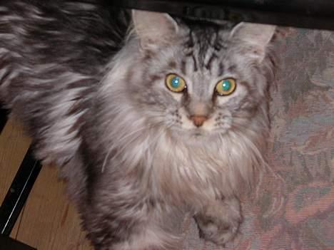 Maine Coon Nalle - Her leger han gemmeleg billede 5