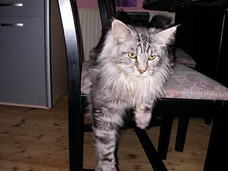 Maine Coon Nalle - Trænger til en slapper billede 6