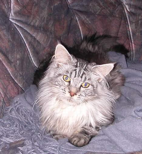 Maine Coon Nalle - Vil du noget? tænker han billede 7