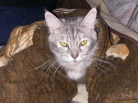 Maine Coon Mille - Åhh... hvor er her dejlig varmt billede 5