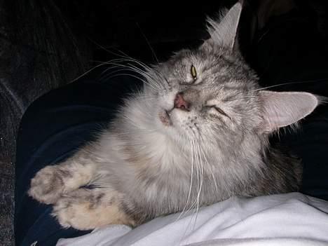 Maine Coon Mille - Er jeg ikke bare såååå dejlig???? billede 6