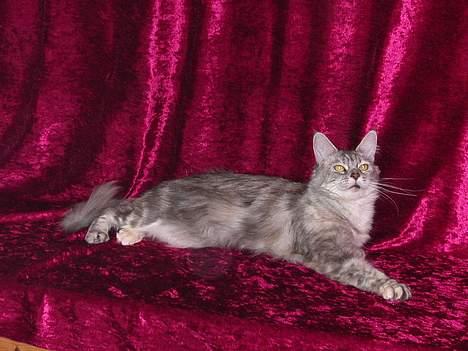 Maine Coon Mille - Gider altså ikke sidde... billede 7