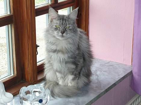 Maine Coon Mille - Hvad vil du? jeg holder øje med fuglene udenfor... billede 8