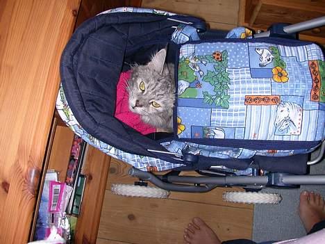 Maine Coon Mille - Så er jeg klar til en køretur... billede 9