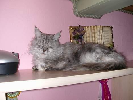 Maine Coon Mille - Milles soveplads billede 10