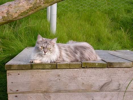 Maine Coon Mille - Nyder vejret billede 11