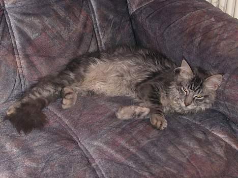 Maine Coon Seattle - Kan du da ikke se, jeg sover... billede 4