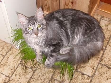 Maine Coon Seattle - Kattegræs, er vel til at ligge i???? billede 5