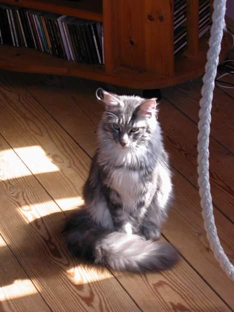 Maine Coon Seattle - Nyder solen billede 6