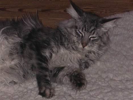 Maine Coon Seattle - Lad mig dog være i fred... billede 7