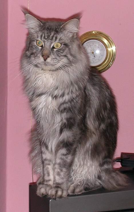 Maine Coon Seattle - Ikke se TV, kig på mig er jeg ikke en dejlig hankat? billede 8