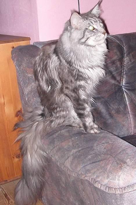Maine Coon Seattle - Her er jeg. billede 10