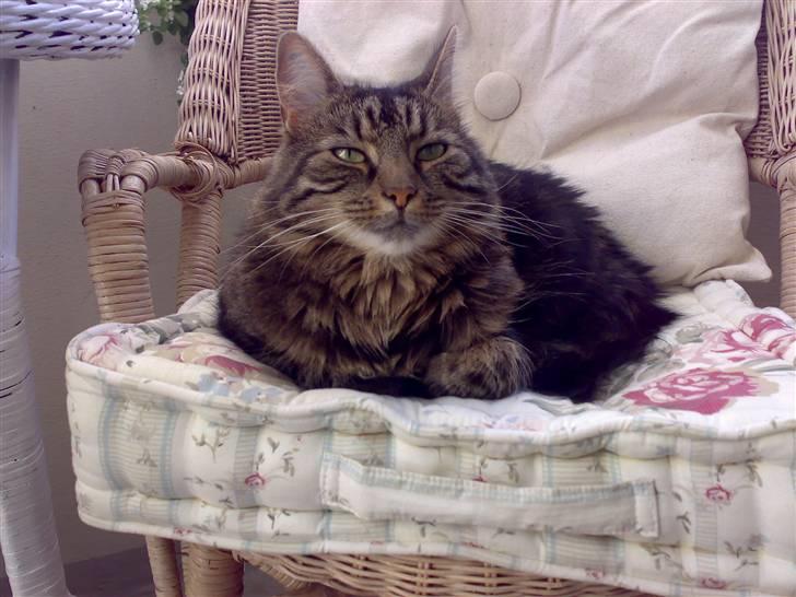 Blanding af racer Trunte billede 1