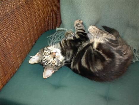 Blanding af racer Trunte - Se hvor fræk jeg er!! billede 2