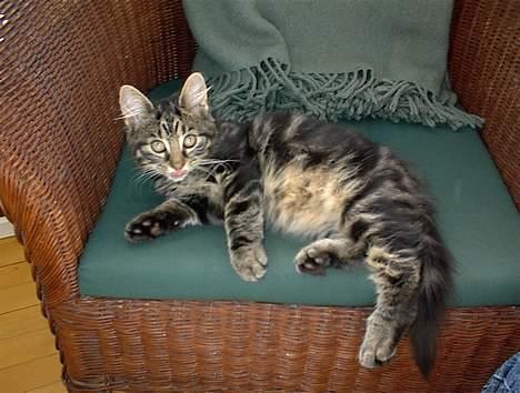 Blanding af racer Trunte - Det er med at have tungen lige i munden. billede 3